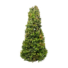 Succulent Tree - 24