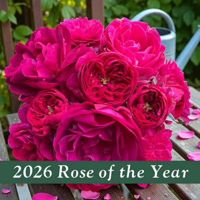 Loves Me, Loves Me Not TM - 5 Gallon