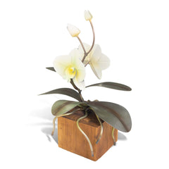 White Orchid Teak Base - Small