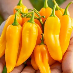 Aji Amarillo - 4