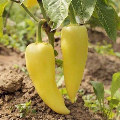 Sweet Hungarian - 4" Pot