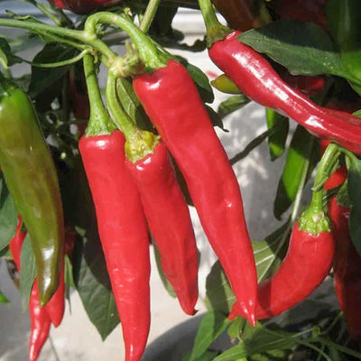 Tibetan Lhasa - 4" Pot