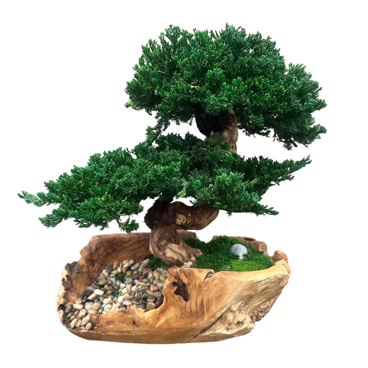 Double Bonsai in Rustic Teak Vessel  Roger's Gardens