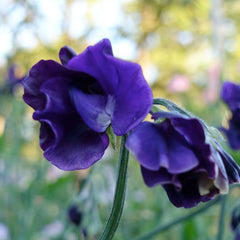 Dark Passion Seeds