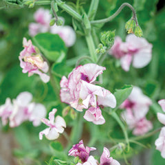 Lisa Marie Seeds