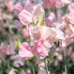 Sunshine Champagne Seeds