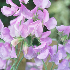 Sunshine Lavender Seeds