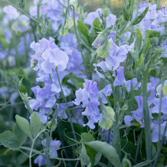 Naomi Nazareth Seeds