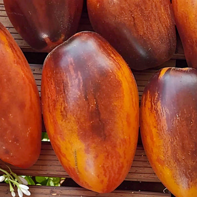 Apollo's Chariot - 4" Pot