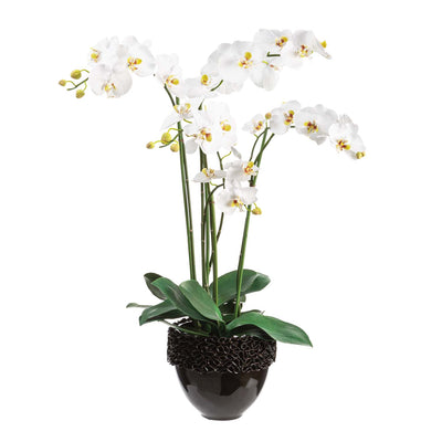 Faux White Phalaenopsis Orchids in Black Porcelain