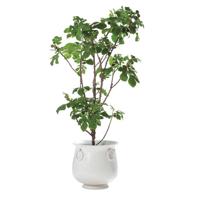 Faux Fig Tree in White Enamel Planter