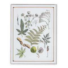 Ferns Panel #196 - 26