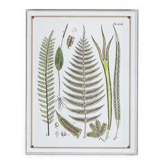 Ferns Panel #195 - 26
