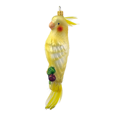Nymph Parrot
