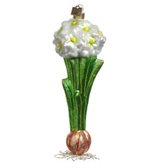 Paperwhite Bulb - 7