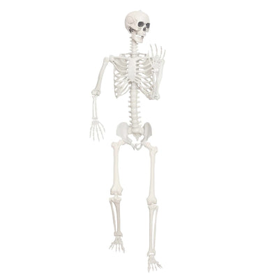 Titan Skeleton - 7' Tall
