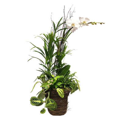 White Phalaenopsis in Large Grapevine Basket