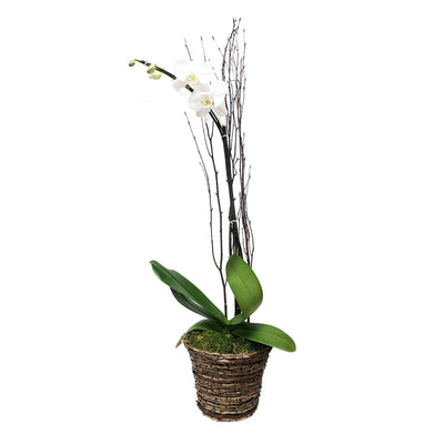 White Phalaenopsis in Grapevine Basket