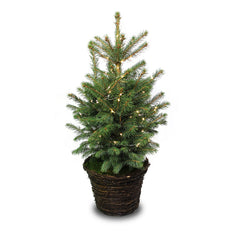 Pre-Lit Fresh Christmas Tree