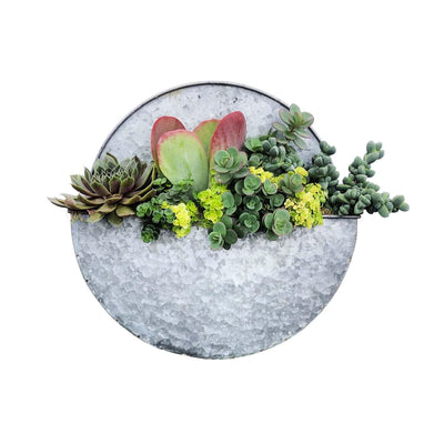 Succulents in Medium Round Metal Wall Planter - 13"dia