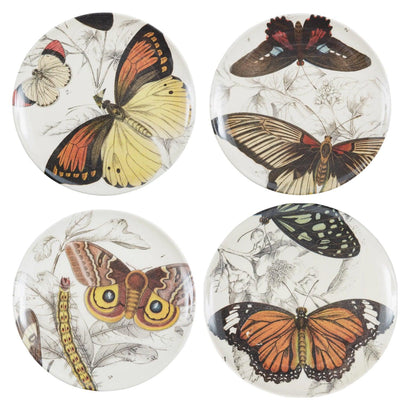 Specimen Dinner Plates - Set of 4