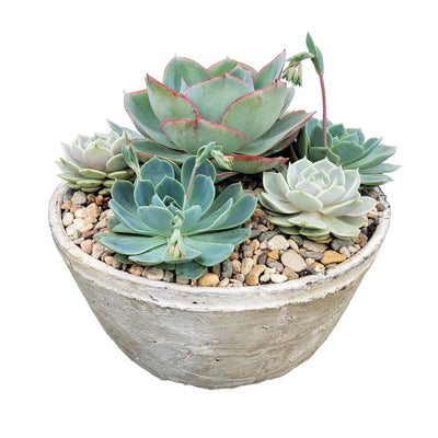 Succulents in 14'' Whitestone Bowl