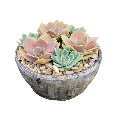 Succulents in 10'' Whitestone Bowl