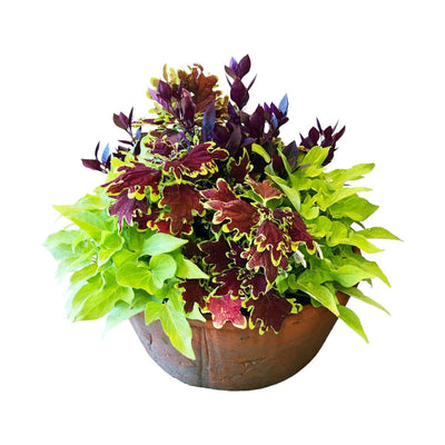 Traditional Fall Color in Large Redstone Bowl