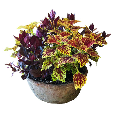Traditional Fall Color in Medium Redstone Bowl