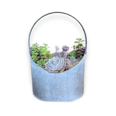 Succulents in Large Zinc Oval Bucket
