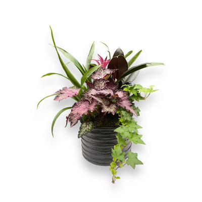 Foliage in Small Black Ridge Planter
