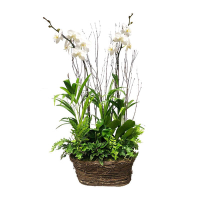 WHITE ORCHIDS IN OVAL GRAPEVINE BASKET