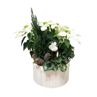 Princettia White Poinsettia in Round Planter