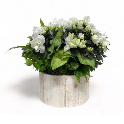 White Azalea in Round Whitewash Wood Planter