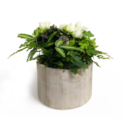 Small White Azalea in Round Whitewash Wood Planter