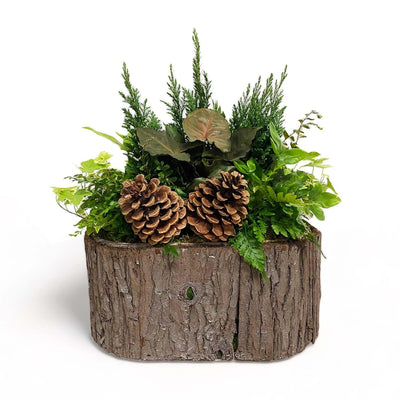 Large Woodland Euros in Oval Bark Planter
