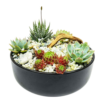 Succulents in Black Bowl
