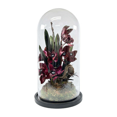 All Seeing Cymbidium Orchid Cloche