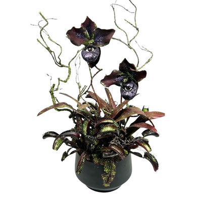 Seeing Eye Orchid Flytrap Arrangement