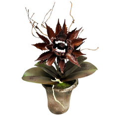 Vampire Agave in Clay Pot