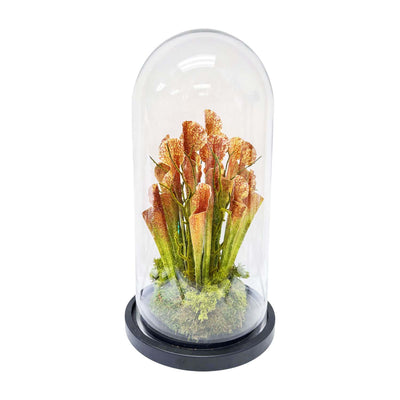 Copper Green Pitcher Plant Cloche