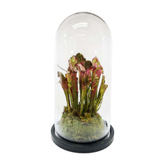 Pink Green Pitcher Plant Cloche