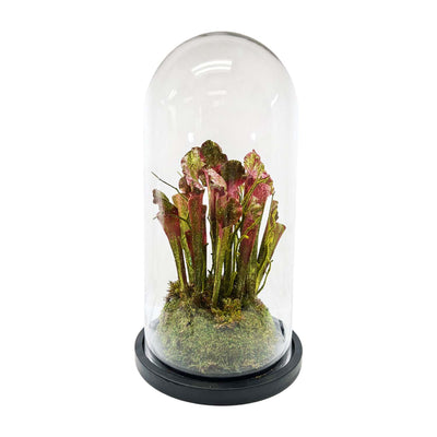 Pink Green Pitcher Plant Cloche