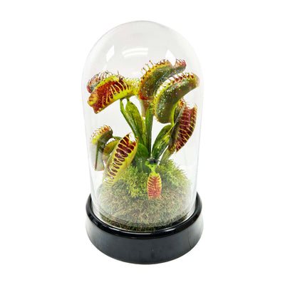 Small Venus Fly Trap Cloche