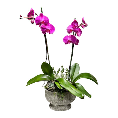 Pink Orchids in Large Oval Stone Planter