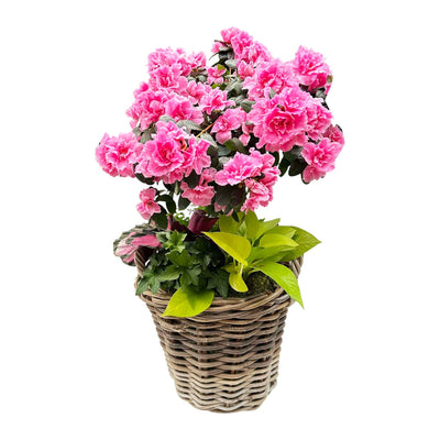 Pink Azalea Tree in Rattan Basket