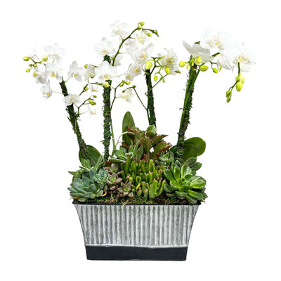 Orchids in Medium Black & Gray Metal Pot