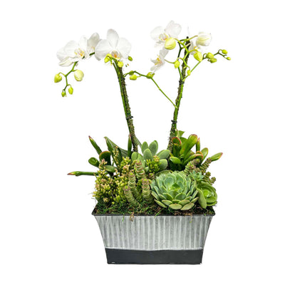 Orchids in Small Black & Gray Metal Pot