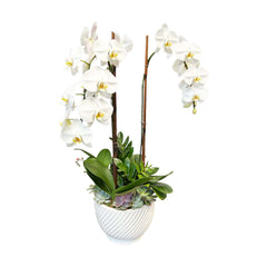Orchids and Succulents in Large White Swirl Pot