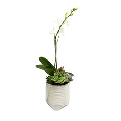 Orchid & Succulents in Small Swirl Pot